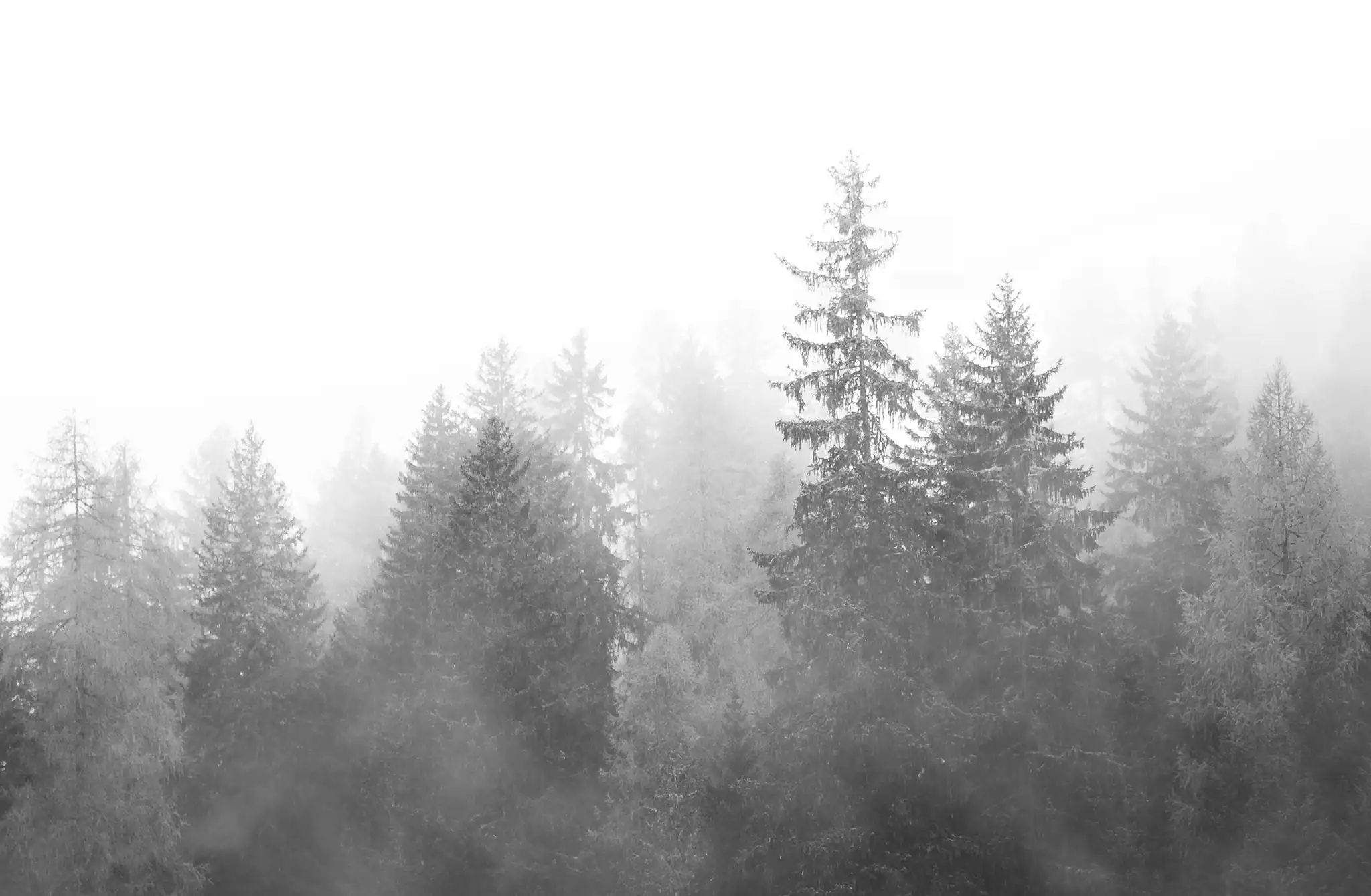 misty-forest-black-white